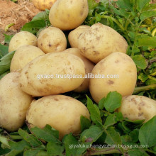 Fresh holland potato for chip with high quality and best price - Gvaco